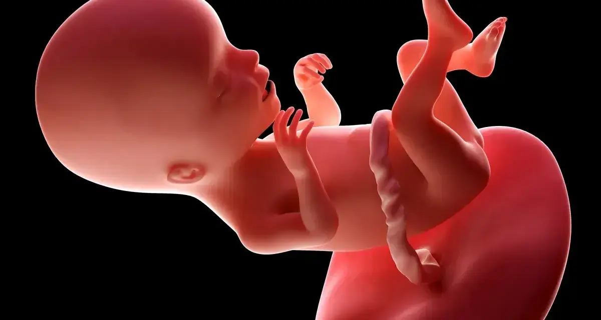 Płód w 17 tygodniu ciąży, z widocznymi rączkami, nóżkami i pępowiną. Rozwija się w łonie matki.