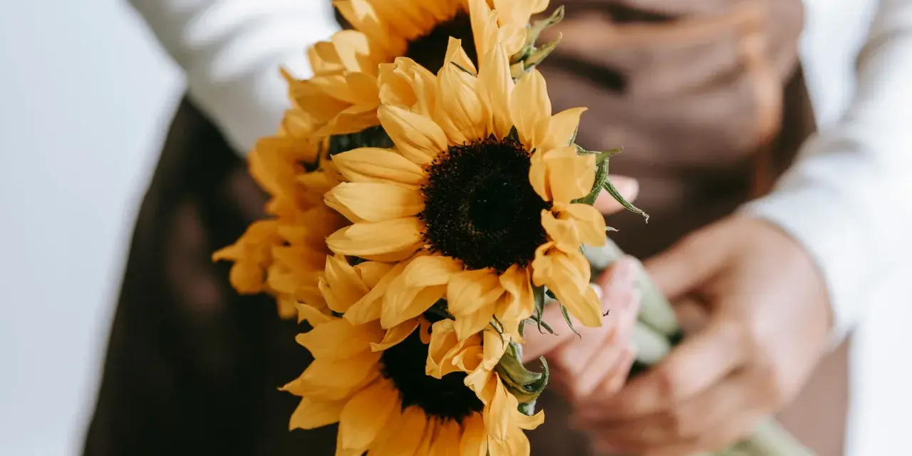 Manos sostienen un ramo de girasoles, flores que simbolizan la felicidad y la vitalidad.