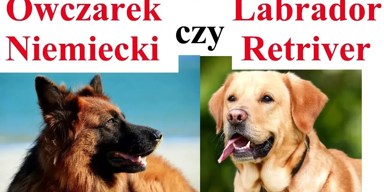 Labrador czy owczarek niemiecki: Która rasa lepiej pasuje do Ciebie?