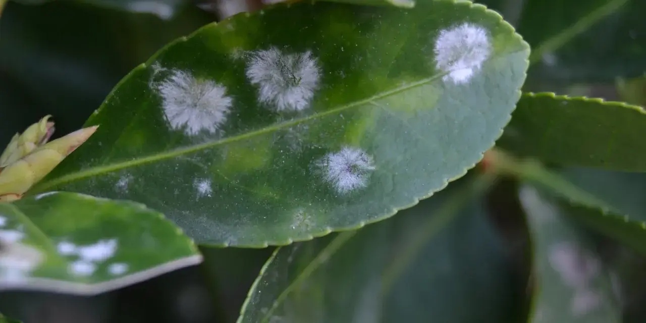 Hojas verdes con manchas blancas algodonosas, indicativo de oidio. Es hora de buscar un oidio tratamiento efectivo para salvar la planta.
