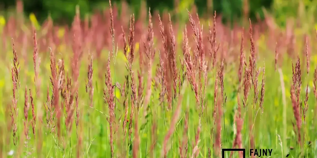 Łąka pełna kwitnącej kostrzewy czerwonej, tworzącej piękny, naturalny trawnik.