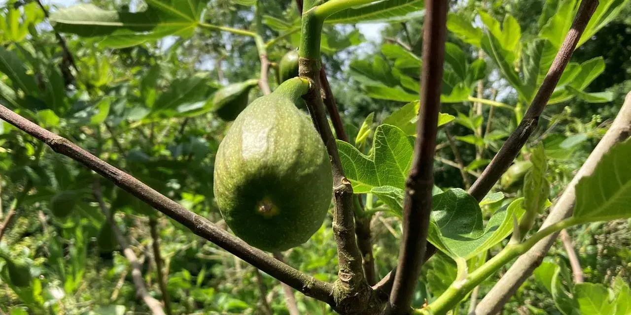 Ein grüner Feigenbaum mit einer reifenden Frucht. Der ideale **Feigenbaum Standort** ist sonnig und geschützt.
