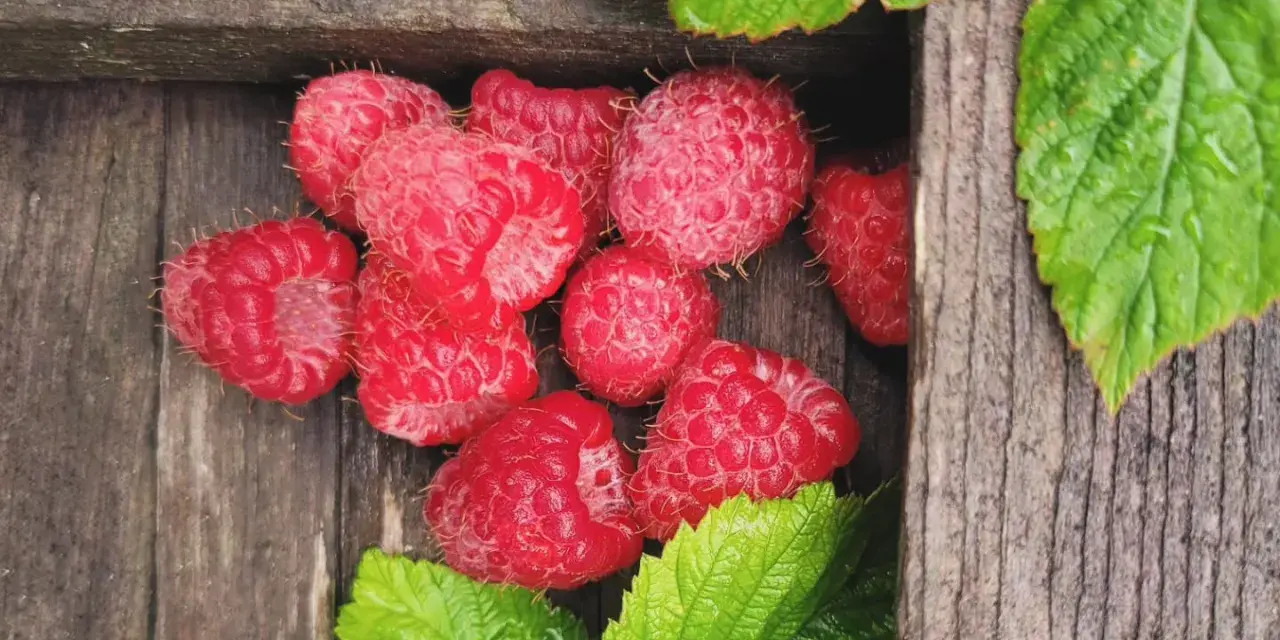 Färska hallon från en hallonbuske i kruka ligger i en träkista, omgivna av gröna blad.