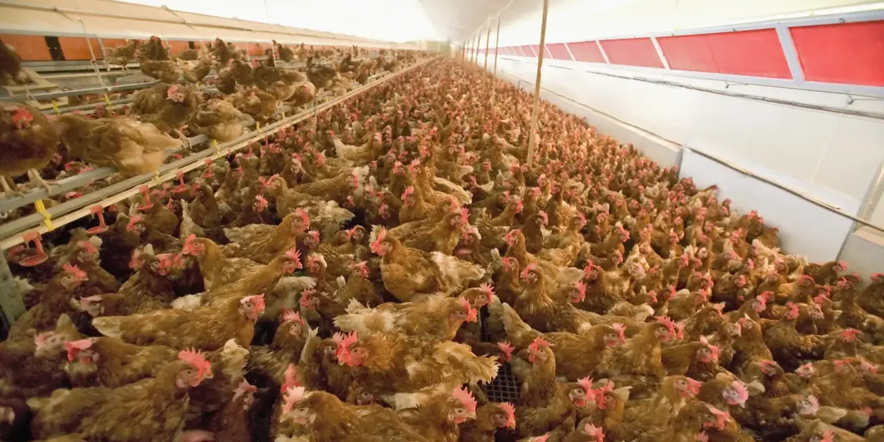 A large flock of brown chickens with red combs are crowded together in a long, brightly lit barn.