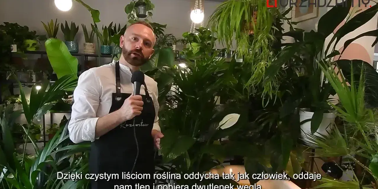 Mężczyzna w fartuchu mówi o roślinach, wśród nich jest kwiat radermachera. Rośliny produkują tlen.