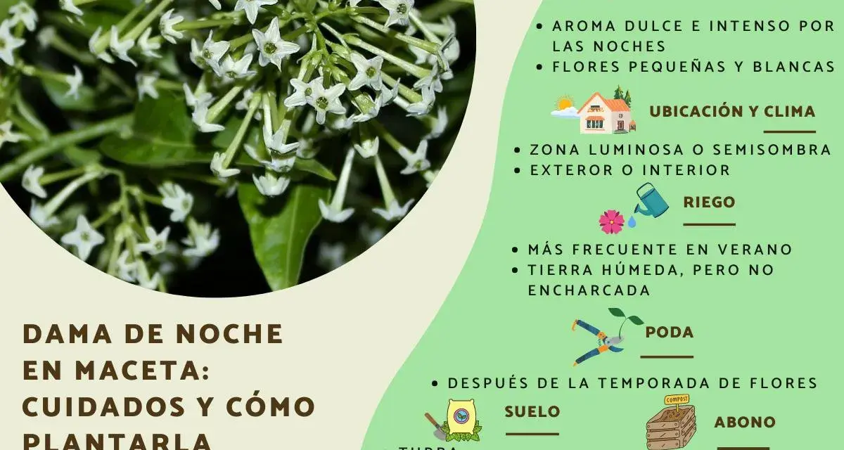 Ramo de flores blancas de la dama de noche, con detalles sobre sus cuidados, riego y ubicación.