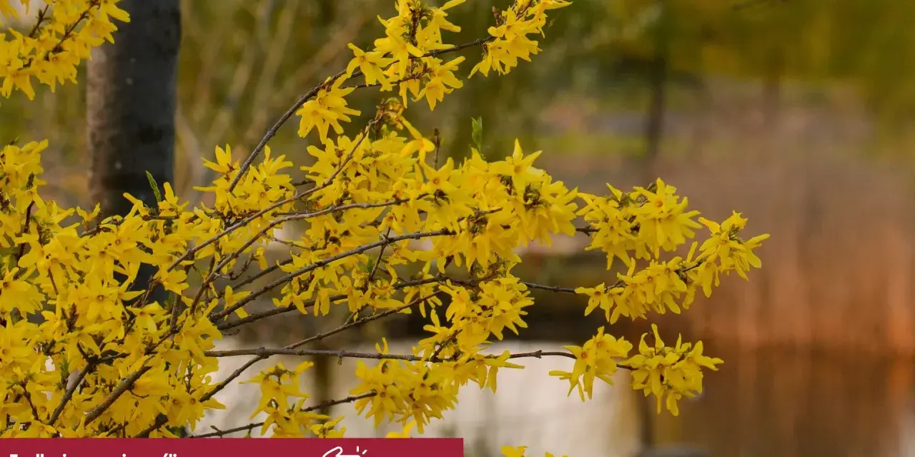 Kiedy przycinać forsycje? Krzewy w pełnym kwiecie, z gałązkami pokrytymi jaskrawożółtymi kwiatami.