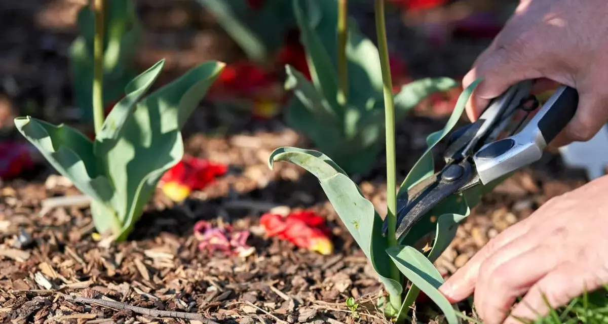 Hände schneiden mit einer Gartenschere die Blätter von Tulpen ab.