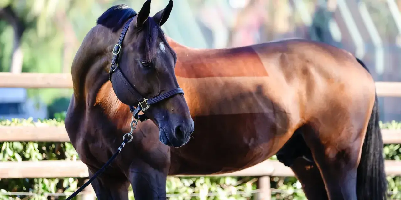 Un cheval brun avec une étrange coupe de poils, comme un motif rayé, semble attendre un united touch s.