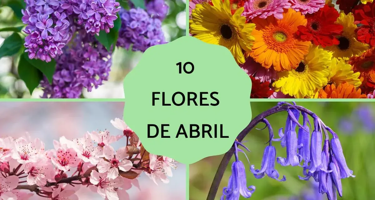 Cuatro imágenes de flores: lilas moradas, gerberas de colores, cerezo en flor y jacintos de los bosques. Un collage que celebra las flores de abril.