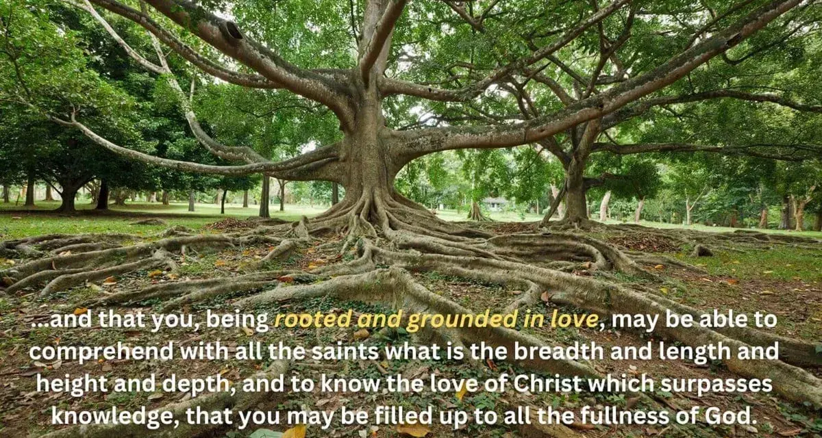 A massive tree with exposed roots, symbolizing why church on Sunday helps us be rooted and grounded in love.