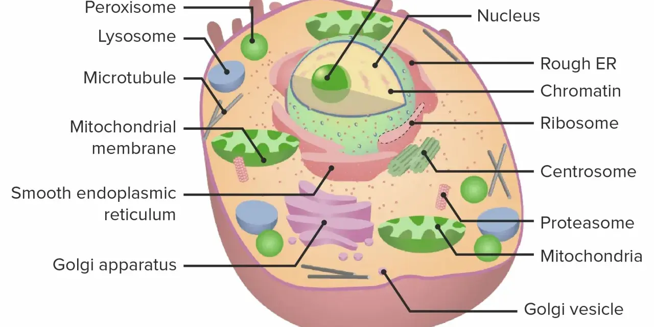 Schematische Darstellung einer eukaryoten Zelle mit Zellkern, Mitochondrien, ER und Golgi-Apparat.