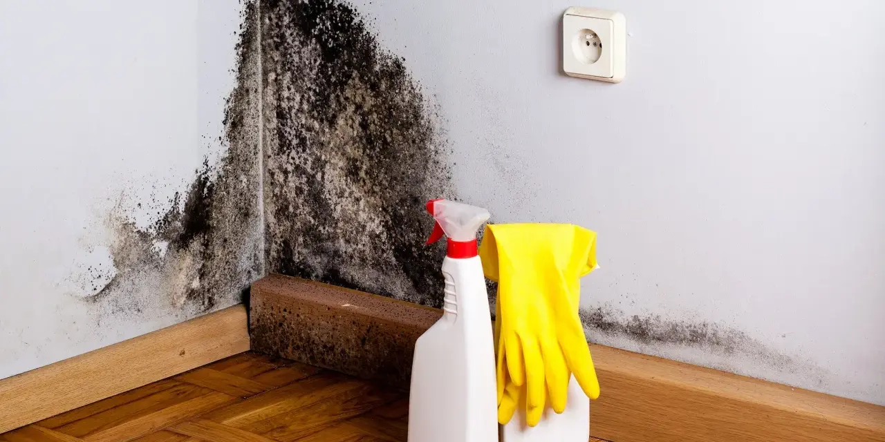 Schimmelbefall an der Wand. Gelbe Handschuhe und Sprühflasche bereit für die Reinigung. Kostenlose **Schimmel Beratung** hilft bei der Lösung.