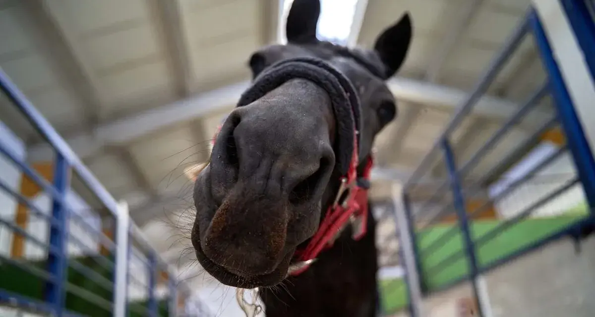 Un cheval noir curieux se penche vers l'objectif, prêt pour le marché aux chevaux.