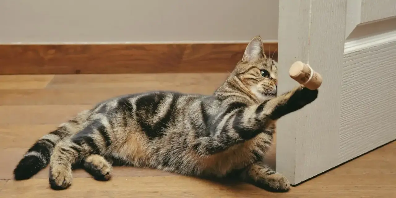 Jak zrobić zabawkę dla kota? DIY: Proste pomysły w 5 minut!