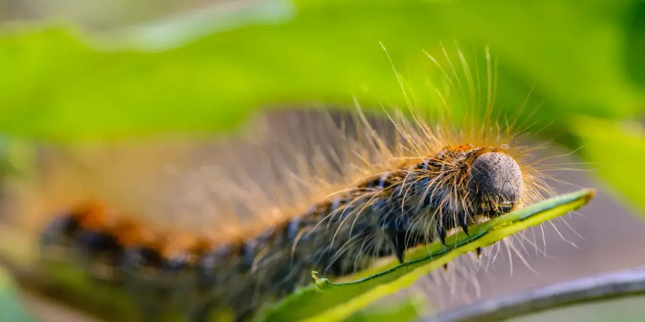Oruga peluda, una oruga procesionaria, se arrastra sobre una hoja verde.