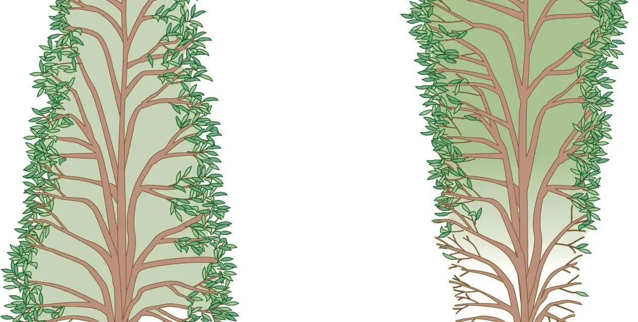 Zwei Illustrationen zeigen, wie man eine Glanzmispel schneiden kann: links eine dicht belaubte Pflanze, rechts eine, bei der unten Äste fehlen.
