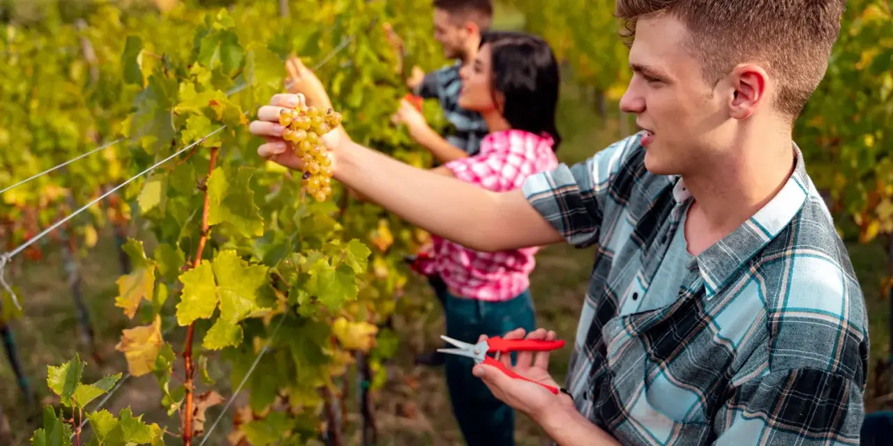 Junge Saisonarbeiter in der Landwirtschaft ernten Trauben im Weinberg.