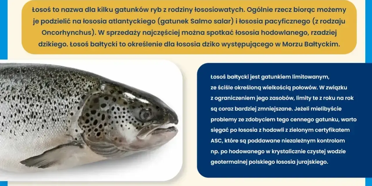 Łosoś bałtycki, cenny gatunek ryby, wędruje z morza do rzek. Poznaj jakie ryby żyją w Bałtyku i jak chronić łososia.