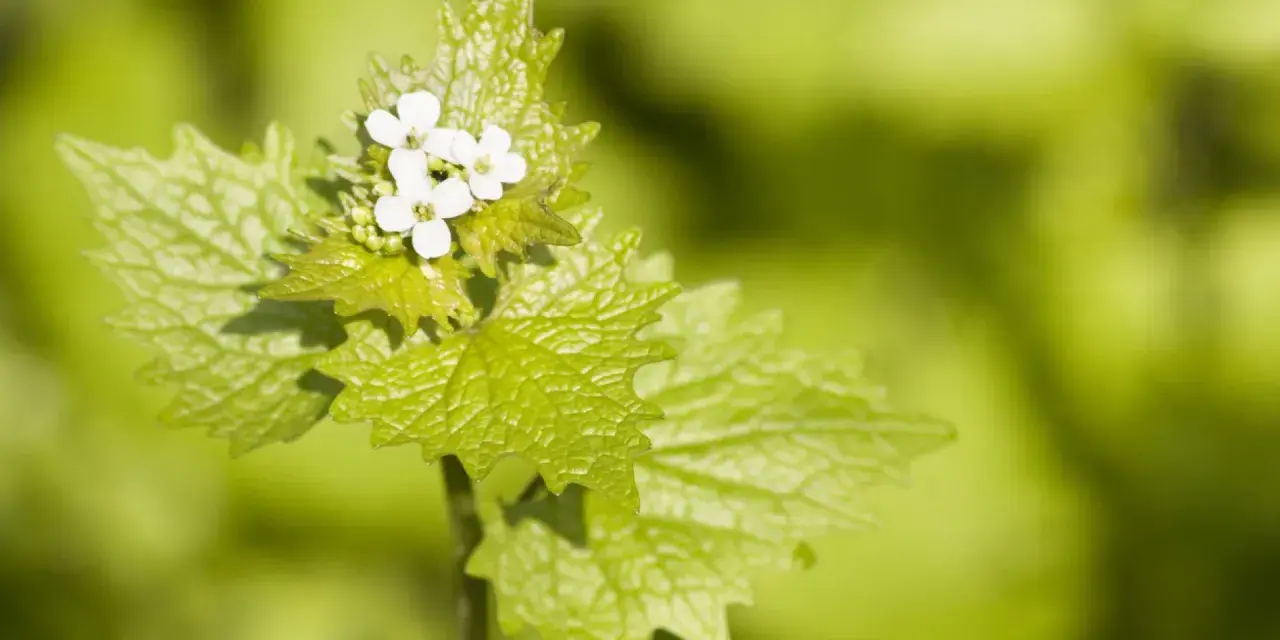 Ein zartes Knoblauchkraut mit kleinen weißen Blüten und gezackten, hellgrünen Blättern vor unscharfem, grünem Hintergrund.
