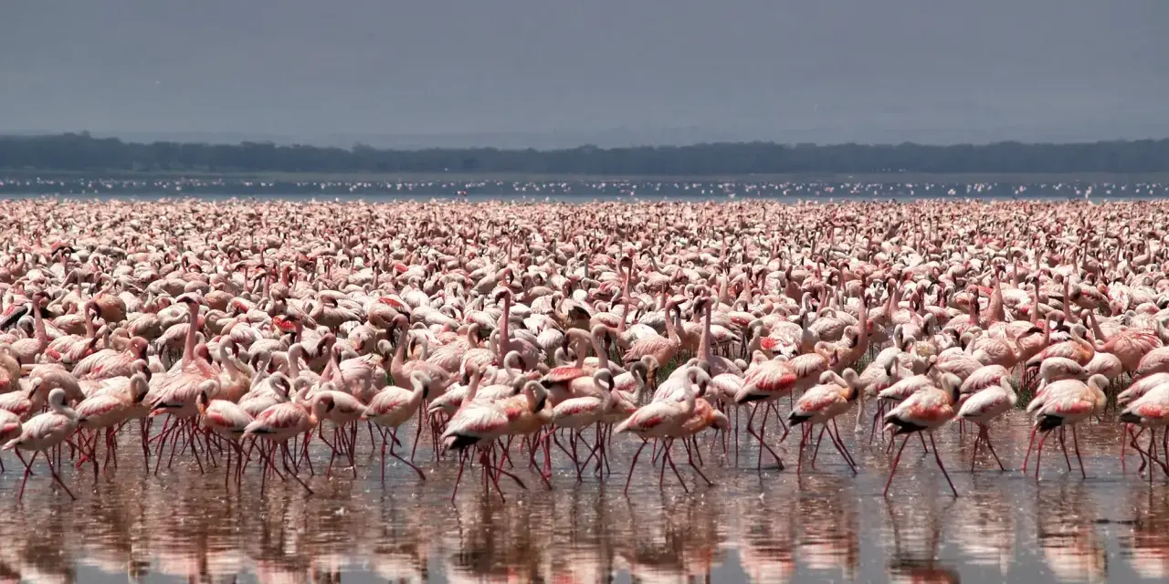 Tysiące różowych flamingów na jeziorze Nakuru, tworzących różowy dywan na wodzie.