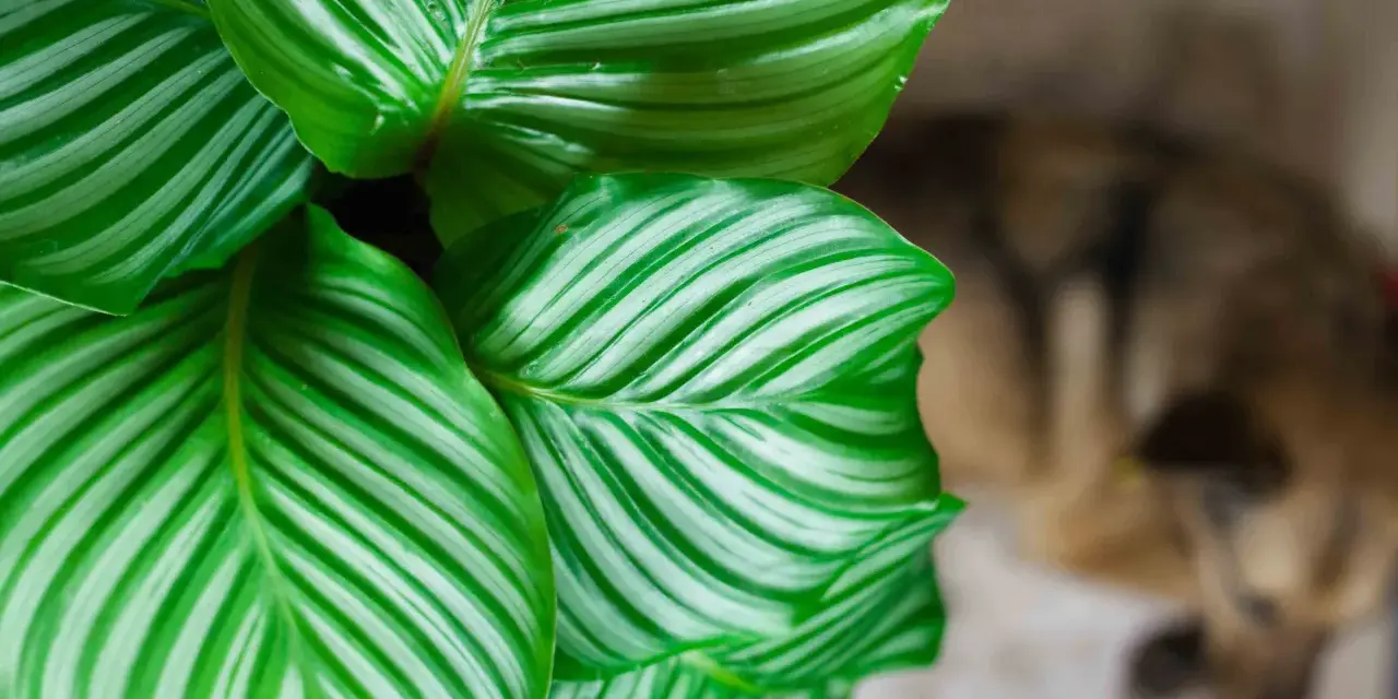 Zielone liście kwiatu Calathea z białymi pasami, w tle rozmyty pies.