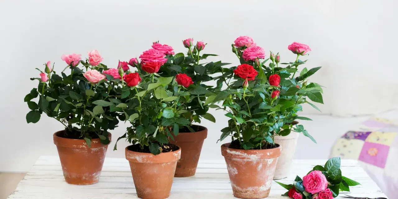 Mehrere Topfrosen in Rot und Rosa blühen üppig. Ein idealer rosen standort für diese Schönheiten.
