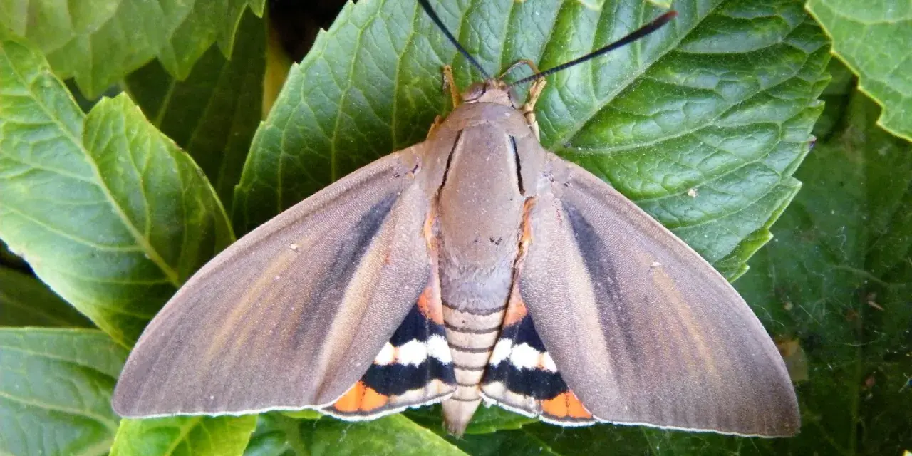 Mariposa **Paysandisia** con alas marrones y detalles naranjas, blancas y negras, posada sobre hojas verdes.