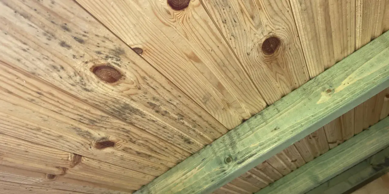 Mögel på träpanelen i en friggebod, troligen på grund av bristande ventilation.