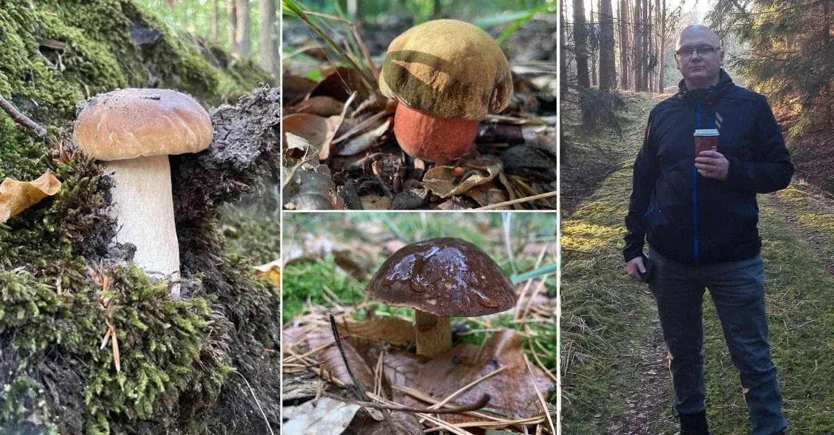 Grzyby Szczecin: Puszcza Bukowa i inne miejsca przewodnik grzybiarza