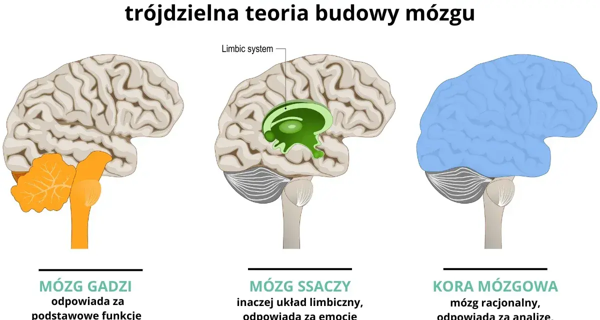 Ilustracja pokazuje ewolucję mózgu: mózg gadzi (podstawowe funkcje), mózg ssaczy (emocje) i kora mózgowa (rozum).