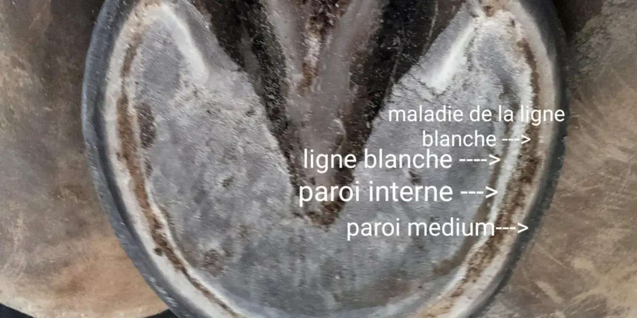 Vue rapprochée d'un pied de cheval montrant la maladie de la ligne blanche, avec des annotations sur la ligne blanche et les parois.
