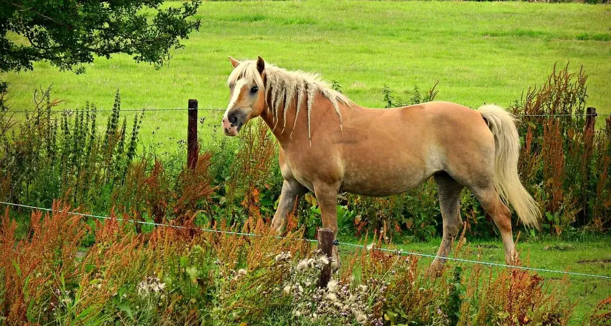 Un poney 1m40, robe alezane, crinière blonde tressée, se tient dans un pré verdoyant, entouré de végétation sauvage.