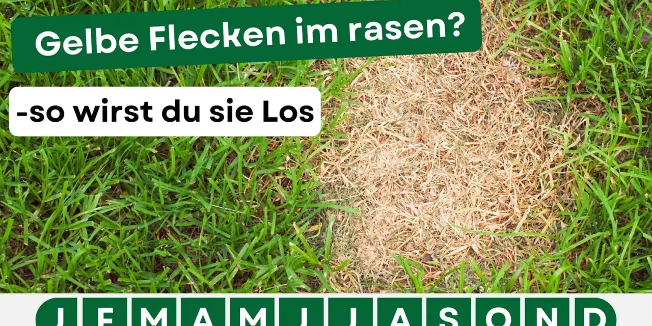 Gelbe Flecken im Rasen? Hier erfährst du, wie du sie loswirst. Der Rasen zeigt einen gesunden grünen Teil und einen trockenen, gelben Bereich.