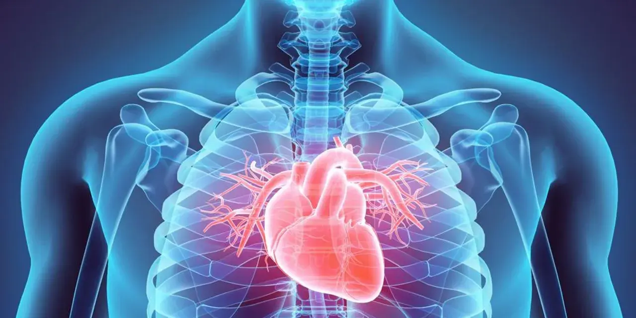 Anatomia serca w schemacie. Czerwone serce na tle niebieskiego szkieletu. Warto znać zapalenie mięśnia sercowego objawy.