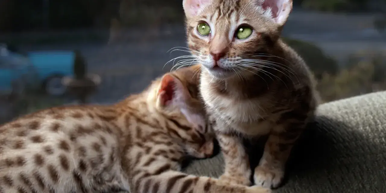 Dwa urocze kociaki rasy Ocicat z zielonymi oczami. Jeden śpi, drugi patrzy w dal. Zastanawiasz się nad ocicat cena?