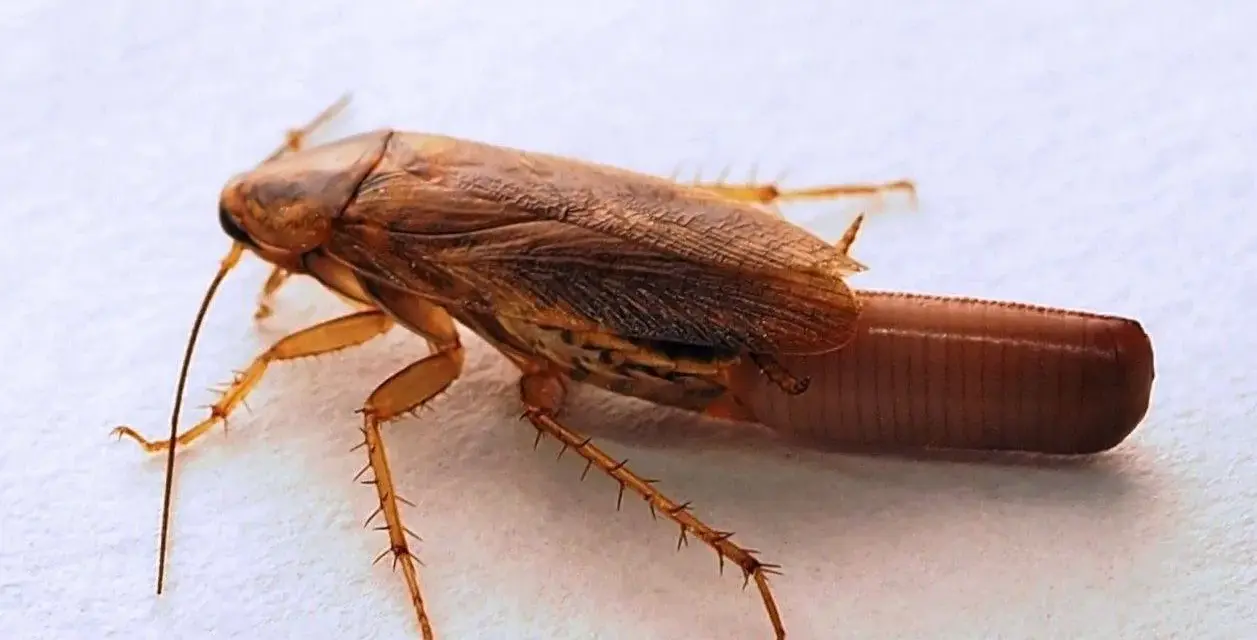 Cucaracha marrón con antenas largas y un ooteca visible en la parte trasera.