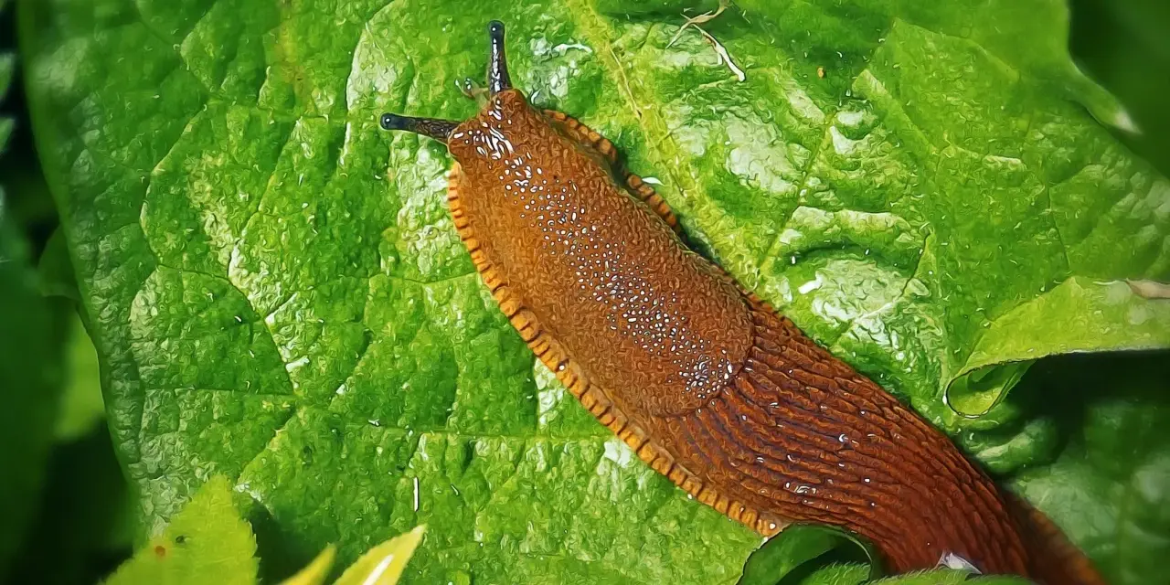 Lumache rosse su foglia verde bagnata.