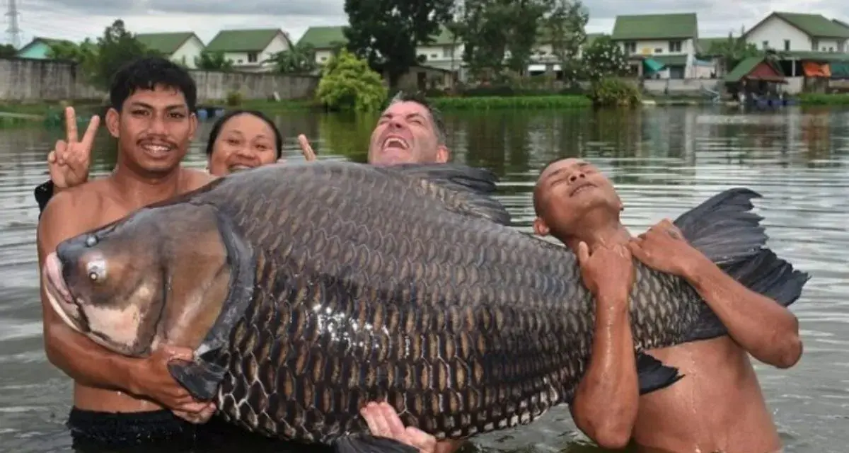 Ein riesiger Karpfen von 280 kg wird von drei glücklichen Anglern im Wasser gehalten.
