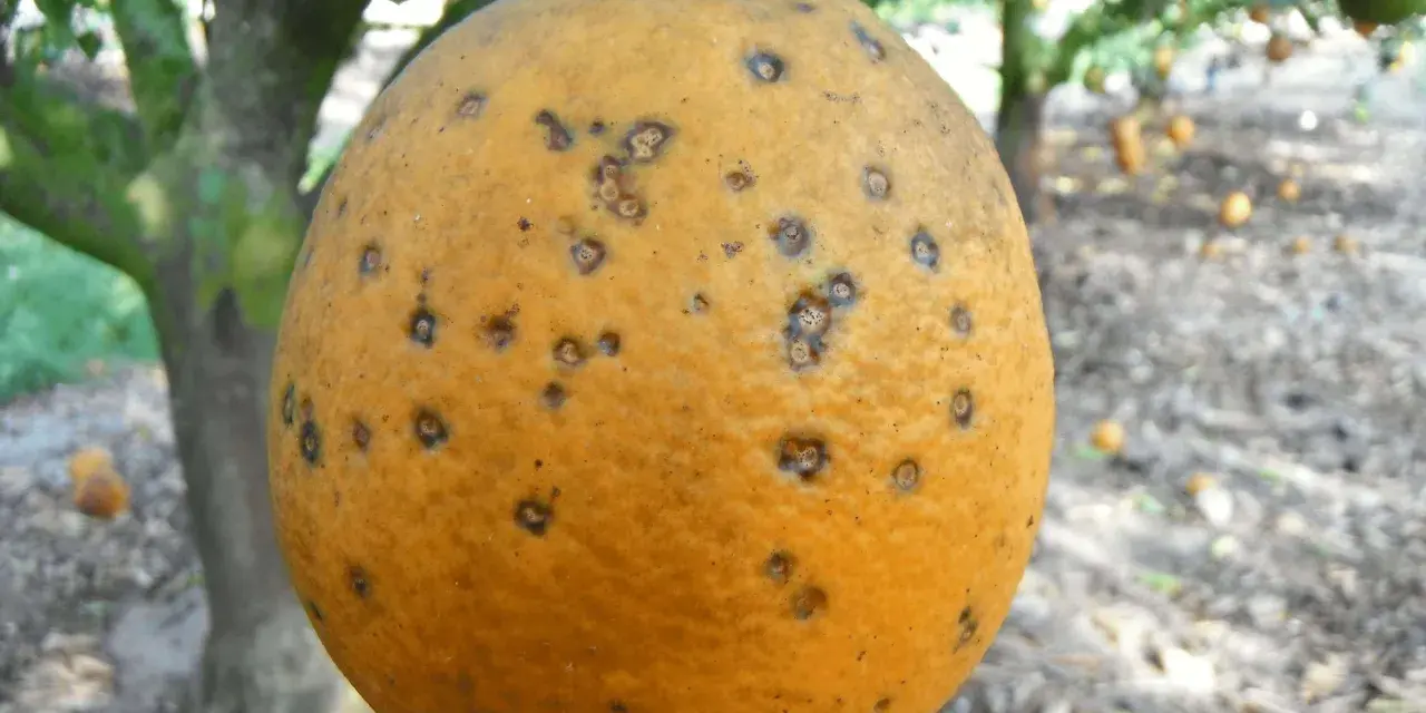 Naranja con manchas oscuras, indicativo de enfermedades de los naranjos. El árbol y otras frutas se ven borrosos al fondo.
