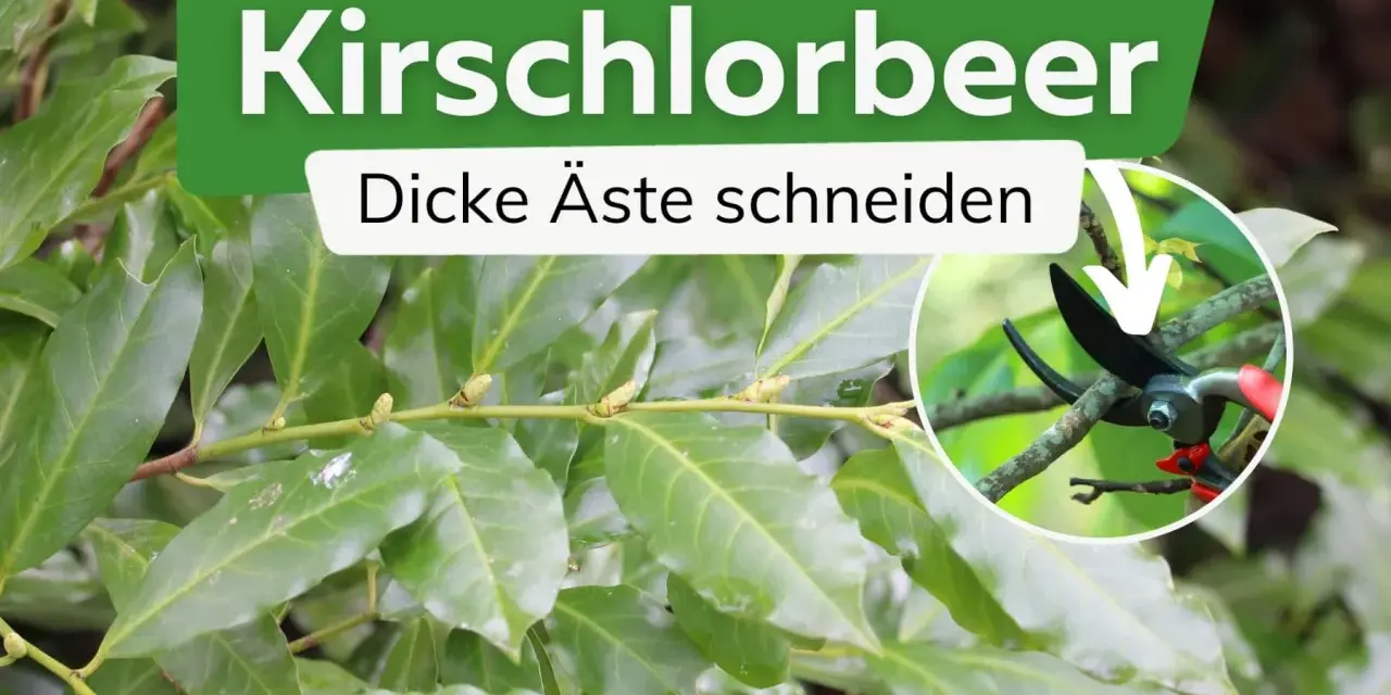 Kirschlorbeer: dicke Äste schneiden mit einer Gartenschere.