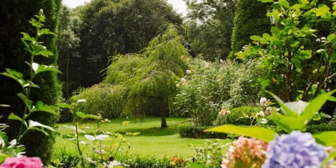 Ein üppiger Garten mit Hängebuche, Rosen und Hortensien. Tolle gartengestaltung tipps für ein Paradies.