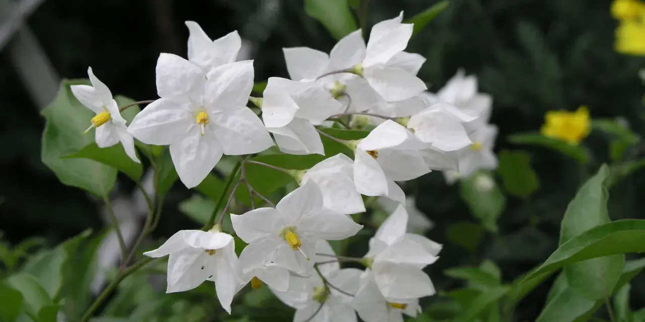 Ein Strauß zarter, weißer Jasmin blumen mit gelben Staubgefäßen, umgeben von grünen Blättern.