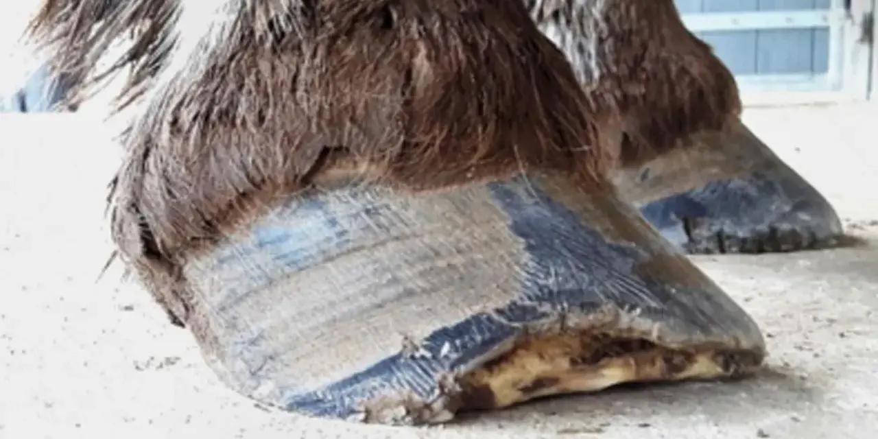 Gros plan sur les sabots d'un cheval, l'un d'eux semble avoir une fourmilière sabot cheval.
