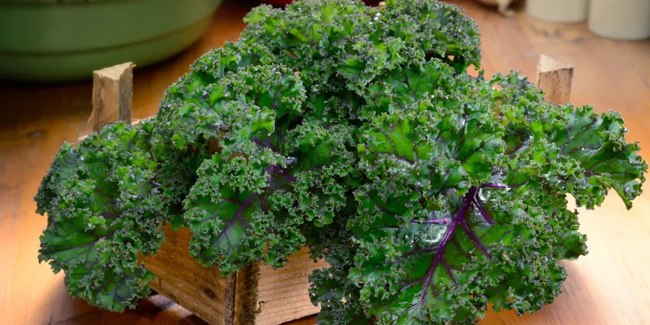 Krzaczasty jarmuż w drewnianej skrzynce, pełen witamin i minerałów. Jego jarmuż właściwości czynią go superfood.