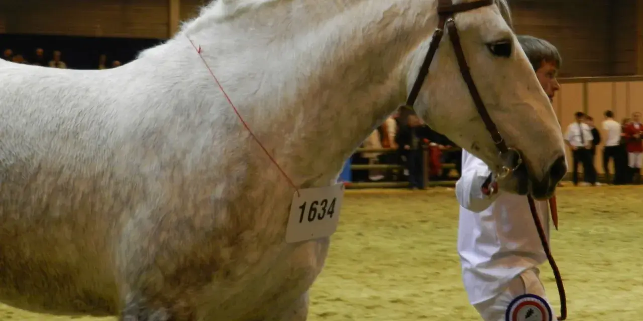 Cheval blanc avec une médaille et un numéro d'identification 1634, présenté par un homme en tenue blanche.