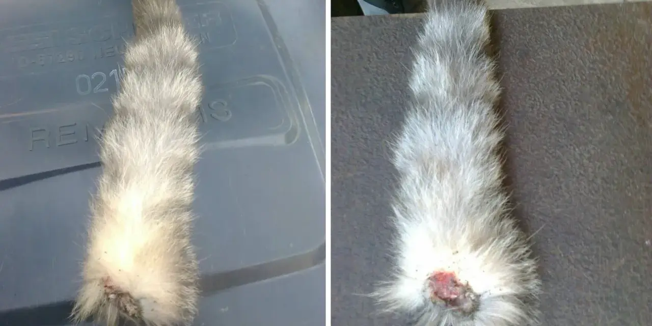 Złamany ogon u kota, widoczna rana. Futro szare, puszyste.