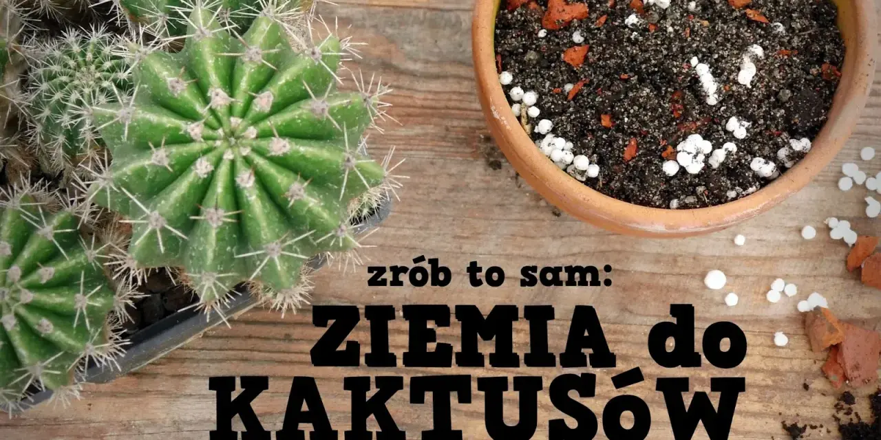 Kaktusy w doniczce i ziemia do kaktusów. Czy ziemia do kaktusów nadaje się do innych kwiatów? Dowiedz się, jak zrobić własną mieszankę.