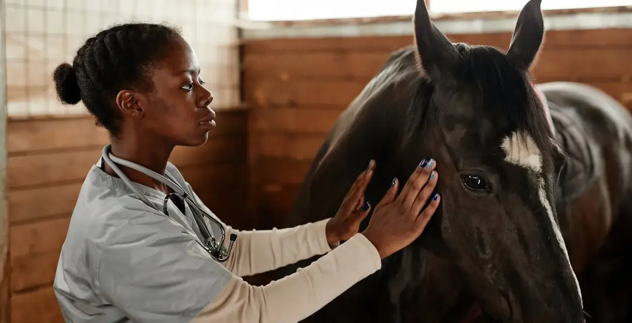 Vétérinaire examinant un cheval, peut-être pour une blessure éperon cheval.