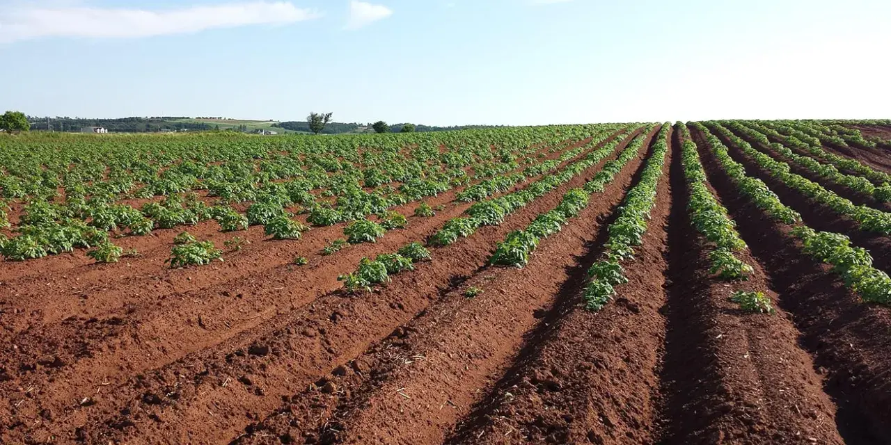 Vasto campo di patate in file ordinate su terreno rossastro. Il terreno fertile suggerisce il miglior concime per patate per una crescita rigogliosa.